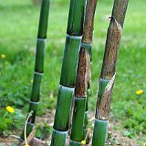 Phyllostachys praecox Violascens 2